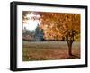 Maple Trees in Full Autumn Color and Barn in Background, Wax Orchard Road, Vashon Island, USA-Aaron McCoy-Framed Photographic Print