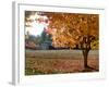 Maple Trees in Full Autumn Color and Barn in Background, Wax Orchard Road, Vashon Island, USA-Aaron McCoy-Framed Photographic Print