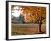 Maple Trees in Full Autumn Color and Barn in Background, Wax Orchard Road, Vashon Island, USA-Aaron McCoy-Framed Photographic Print