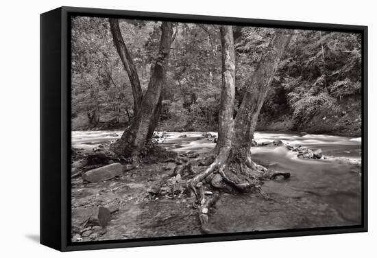 Maple Trees In Pigeon Forge River BW-Steve Gadomski-Framed Stretched Canvas