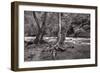 Maple Trees In Pigeon Forge River BW-Steve Gadomski-Framed Photographic Print