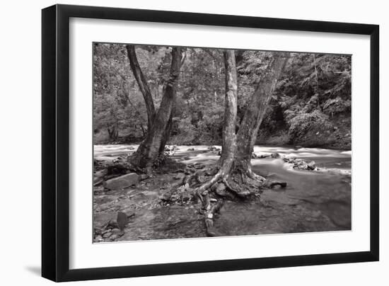 Maple Trees In Pigeon Forge River BW-Steve Gadomski-Framed Photographic Print