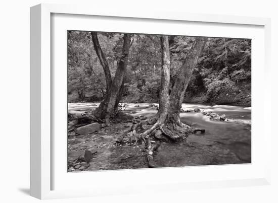 Maple Trees In Pigeon Forge River BW-Steve Gadomski-Framed Photographic Print