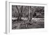 Maple Trees In Pigeon Forge River BW-Steve Gadomski-Framed Photographic Print