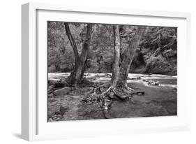 Maple Trees In Pigeon Forge River BW-Steve Gadomski-Framed Photographic Print