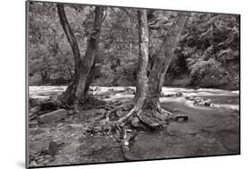 Maple Trees In Pigeon Forge River BW-Steve Gadomski-Mounted Photographic Print