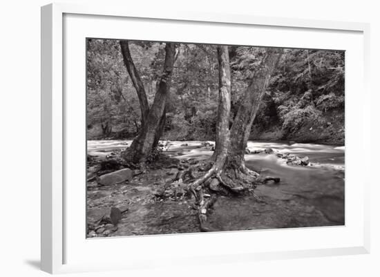 Maple Trees In Pigeon Forge River BW-Steve Gadomski-Framed Photographic Print