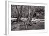 Maple Trees In Pigeon Forge River BW-Steve Gadomski-Framed Photographic Print