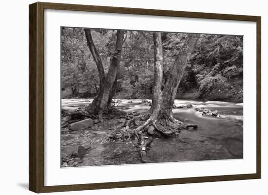 Maple Trees In Pigeon Forge River BW-Steve Gadomski-Framed Photographic Print