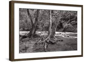 Maple Trees In Pigeon Forge River BW-Steve Gadomski-Framed Photographic Print