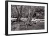 Maple Trees In Pigeon Forge River BW-Steve Gadomski-Framed Photographic Print