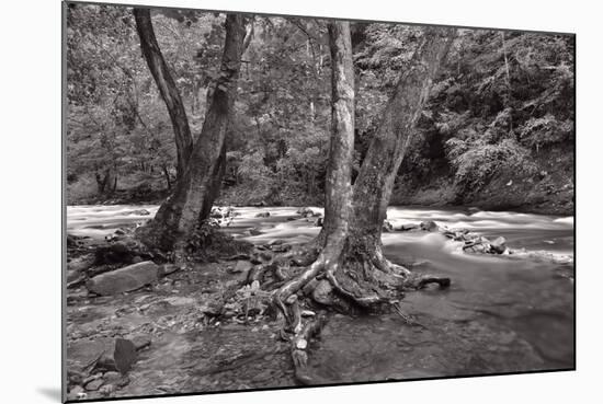 Maple Trees In Pigeon Forge River BW-Steve Gadomski-Mounted Photographic Print