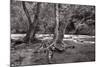 Maple Trees In Pigeon Forge River BW-Steve Gadomski-Mounted Photographic Print