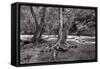 Maple Trees In Pigeon Forge River BW-Steve Gadomski-Framed Stretched Canvas