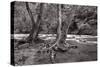 Maple Trees In Pigeon Forge River BW-Steve Gadomski-Stretched Canvas