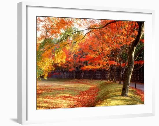 Maple Trees Near Villa Katsura-null-Framed Photographic Print