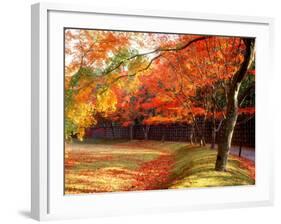 Maple Trees Near Villa Katsura-null-Framed Photographic Print