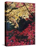 Maple Trees, Portland Japanese Garden, Oregon, USA-William Sutton-Stretched Canvas