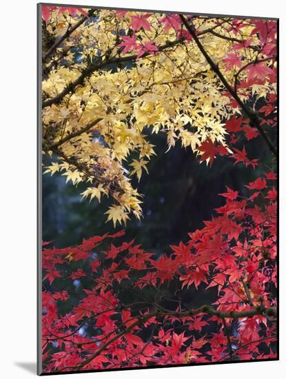 Maple Trees, Portland Japanese Garden, Oregon, USA-William Sutton-Mounted Photographic Print