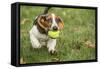 Maple Valley, WA. Three month old Basset puppy proudly carrying her tennis ball in her yard-Janet Horton-Framed Stretched Canvas