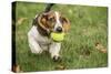 Maple Valley, WA. Three month old Basset puppy proudly carrying her tennis ball in her yard-Janet Horton-Stretched Canvas