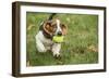 Maple Valley, WA. Three month old Basset puppy proudly carrying her tennis ball in her yard-Janet Horton-Framed Photographic Print