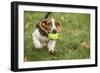 Maple Valley, WA. Three month old Basset puppy proudly carrying her tennis ball in her yard-Janet Horton-Framed Photographic Print