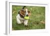 Maple Valley, WA. Three month old Basset puppy proudly carrying her tennis ball in her yard-Janet Horton-Framed Photographic Print