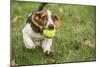 Maple Valley, WA. Three month old Basset puppy proudly carrying her tennis ball in her yard-Janet Horton-Mounted Photographic Print