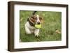 Maple Valley, WA. Three month old Basset puppy proudly carrying her tennis ball in her yard-Janet Horton-Framed Photographic Print