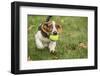 Maple Valley, WA. Three month old Basset puppy proudly carrying her tennis ball in her yard-Janet Horton-Framed Photographic Print