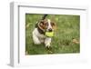 Maple Valley, WA. Three month old Basset puppy proudly carrying her tennis ball in her yard-Janet Horton-Framed Photographic Print