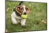 Maple Valley, WA. Three month old Basset puppy proudly carrying her tennis ball in her yard-Janet Horton-Mounted Photographic Print