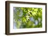 Maple Verdure-fpdress-Framed Photographic Print