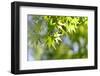 Maple Verdure-fpdress-Framed Photographic Print