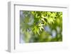 Maple Verdure-fpdress-Framed Photographic Print