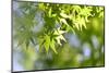 Maple Verdure-fpdress-Mounted Photographic Print