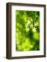 Maple Verdure-fpdress-Framed Photographic Print