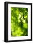 Maple Verdure-fpdress-Framed Photographic Print