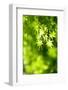 Maple Verdure-fpdress-Framed Photographic Print