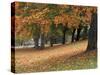 Maples and Bench in Autumn at Greenlake, Seattle, Washington, USA-Jamie & Judy Wild-Stretched Canvas