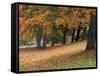 Maples and Bench in Autumn at Greenlake, Seattle, Washington, USA-Jamie & Judy Wild-Framed Stretched Canvas