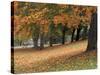 Maples and Bench in Autumn at Greenlake, Seattle, Washington, USA-Jamie & Judy Wild-Stretched Canvas