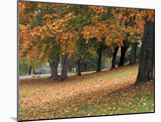 Maples and Bench in Autumn at Greenlake, Seattle, Washington, USA-Jamie & Judy Wild-Mounted Premium Photographic Print