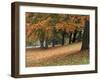 Maples and Bench in Autumn at Greenlake, Seattle, Washington, USA-Jamie & Judy Wild-Framed Photographic Print