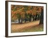 Maples and Bench in Autumn at Greenlake, Seattle, Washington, USA-Jamie & Judy Wild-Framed Photographic Print