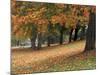 Maples and Bench in Autumn at Greenlake, Seattle, Washington, USA-Jamie & Judy Wild-Mounted Photographic Print