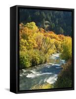 Maples and Birches Along Blacksmith Fork River, Wasatch-Cache National Forest, Utah, USA-Scott T. Smith-Framed Stretched Canvas