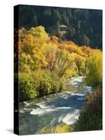 Maples and Birches Along Blacksmith Fork River, Wasatch-Cache National Forest, Utah, USA-Scott T. Smith-Stretched Canvas