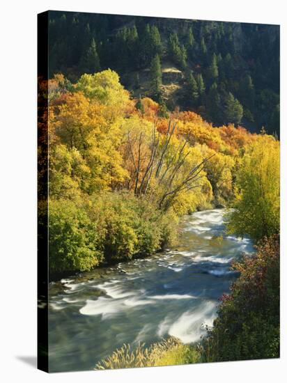 Maples and Birches Along Blacksmith Fork River, Wasatch-Cache National Forest, Utah, USA-Scott T. Smith-Stretched Canvas